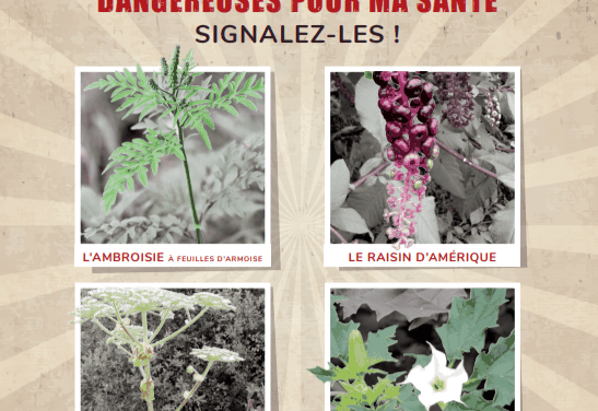 Plaquettes d'information sur les plantes exotiques envahissantes - S199 -  Mce
