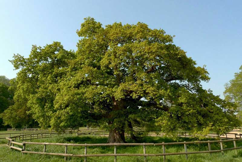Grande famille arbre - vous pouvez poser vos photos sur cet arbre