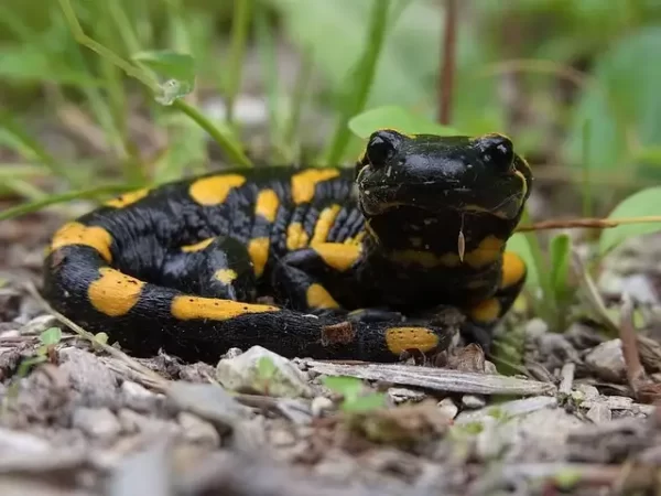 la nuit des dragons salamandre amphibiens