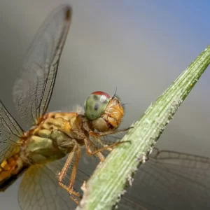 prospection entomologique insecte libellule